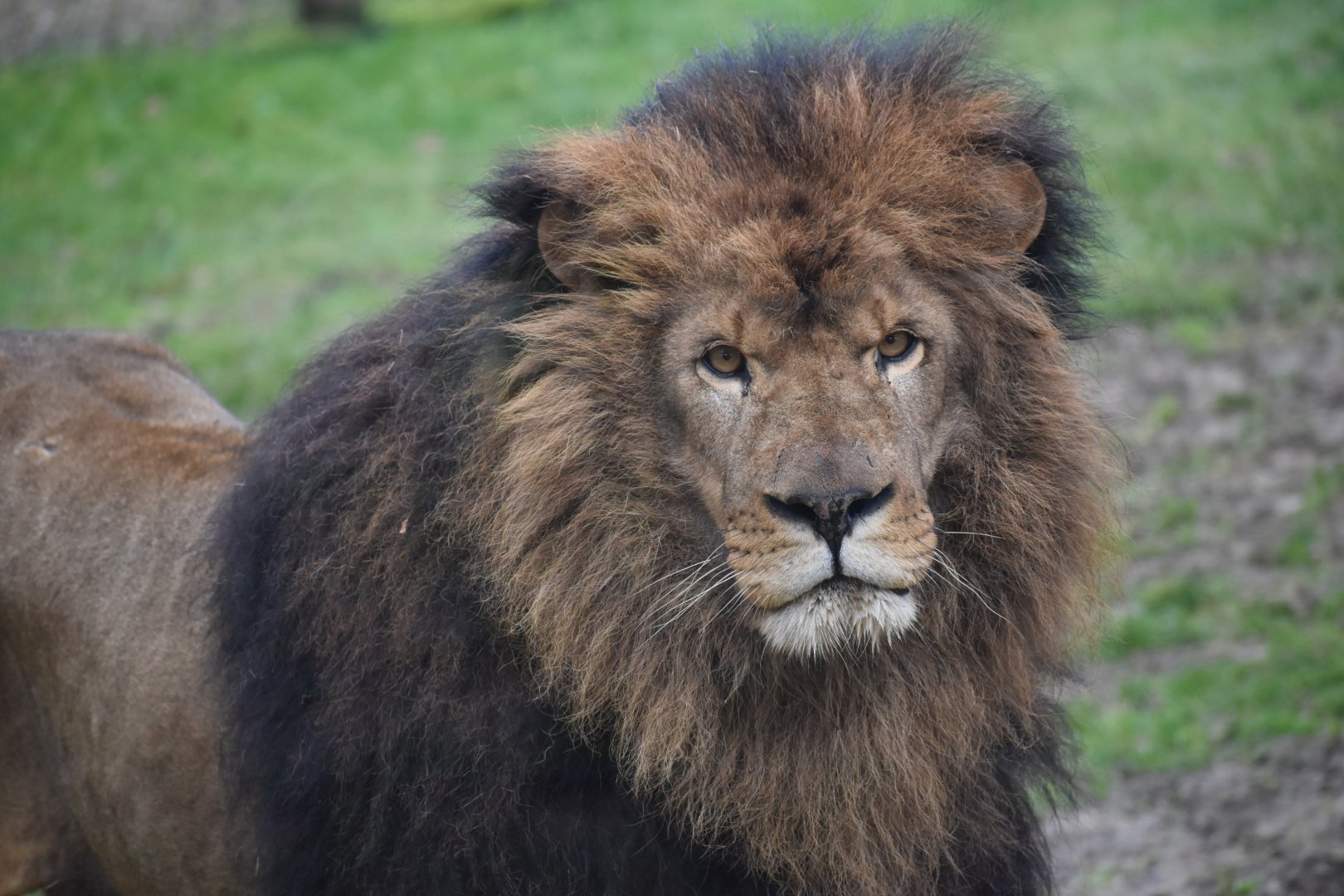 Domaine des Fauves - African Lion