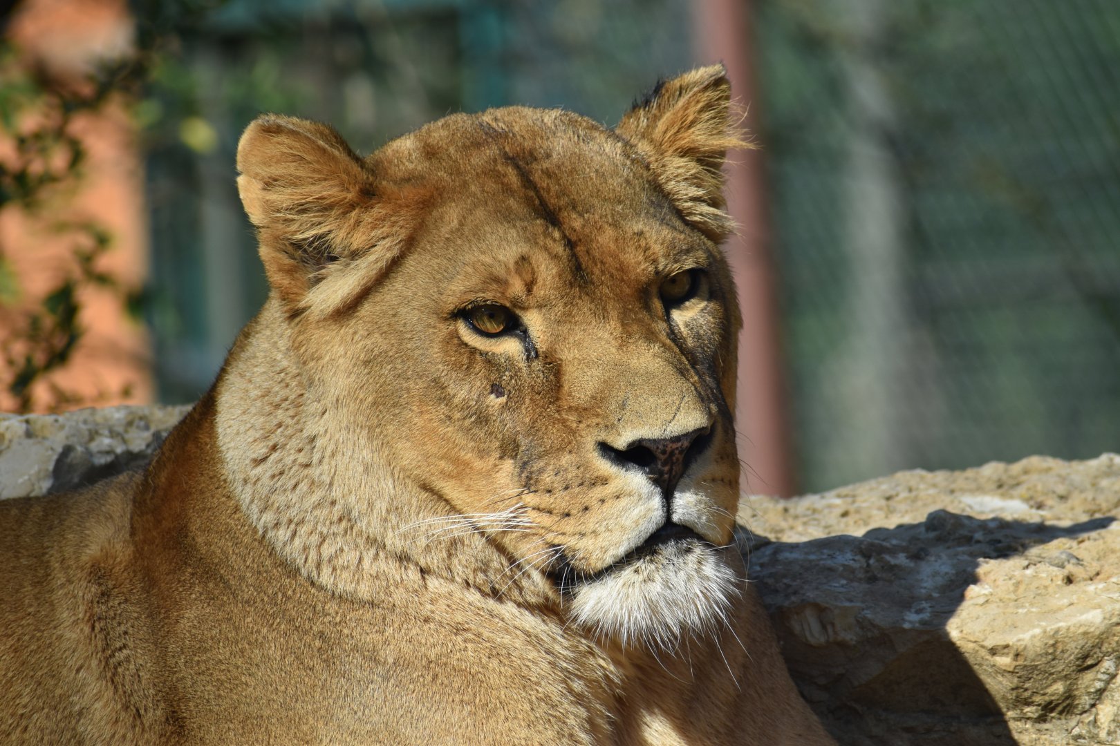 Domaine des Fauves - African Lion