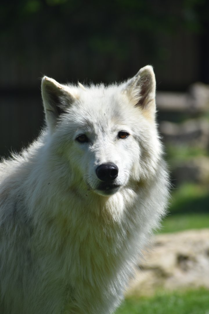 Domaine des Fauves - Artic Wolf