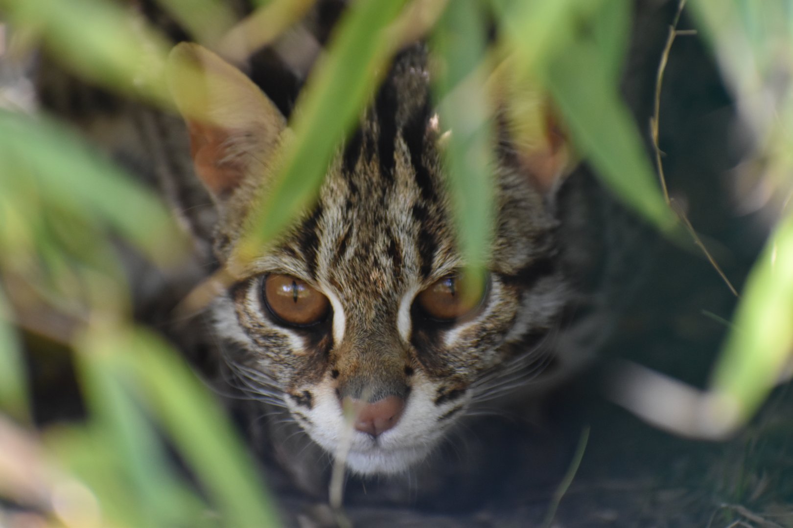 Domaine des Fauves - Asian Leopard Cat