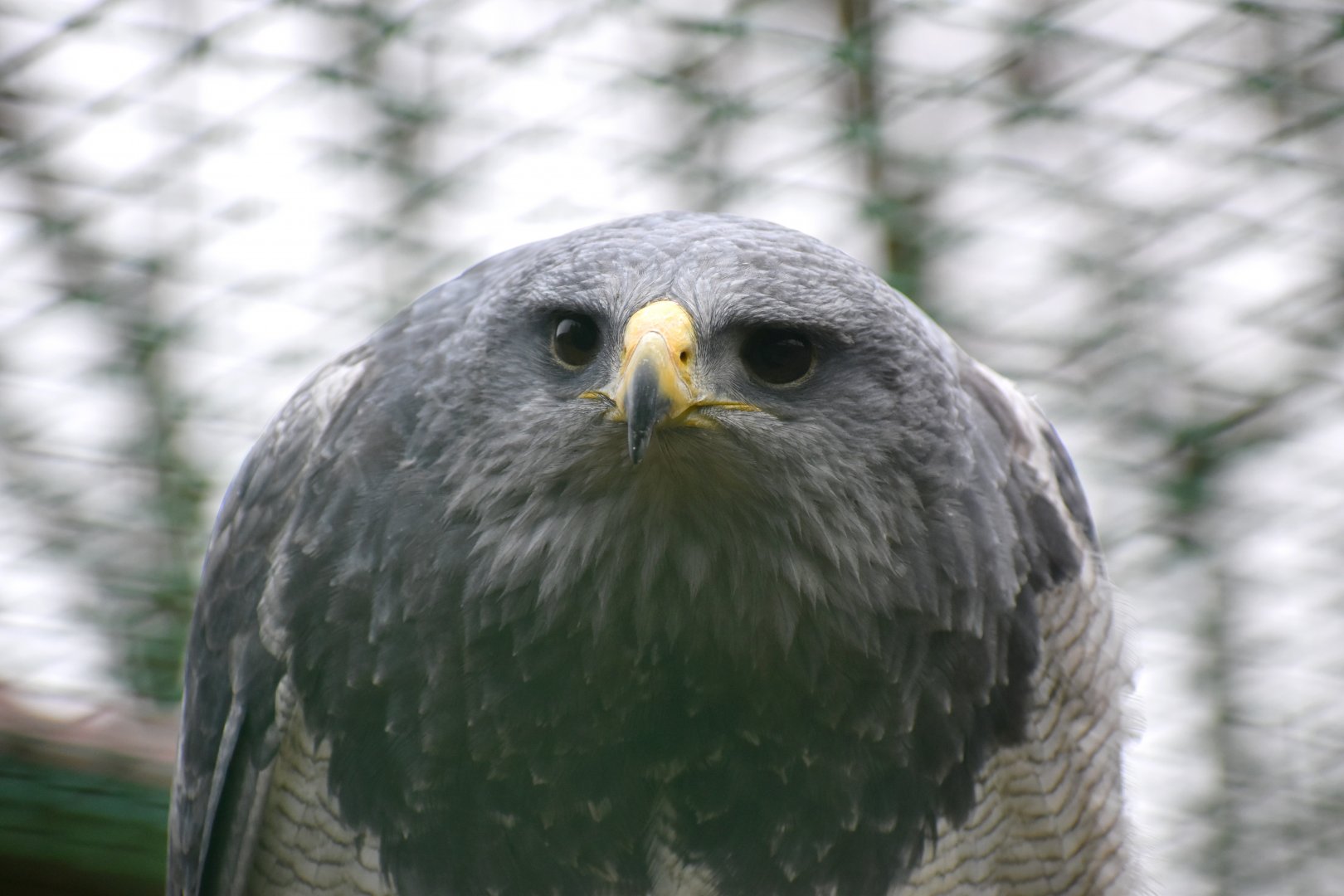 Domaine des Fauves - Black-chested Buzzard-Eagle