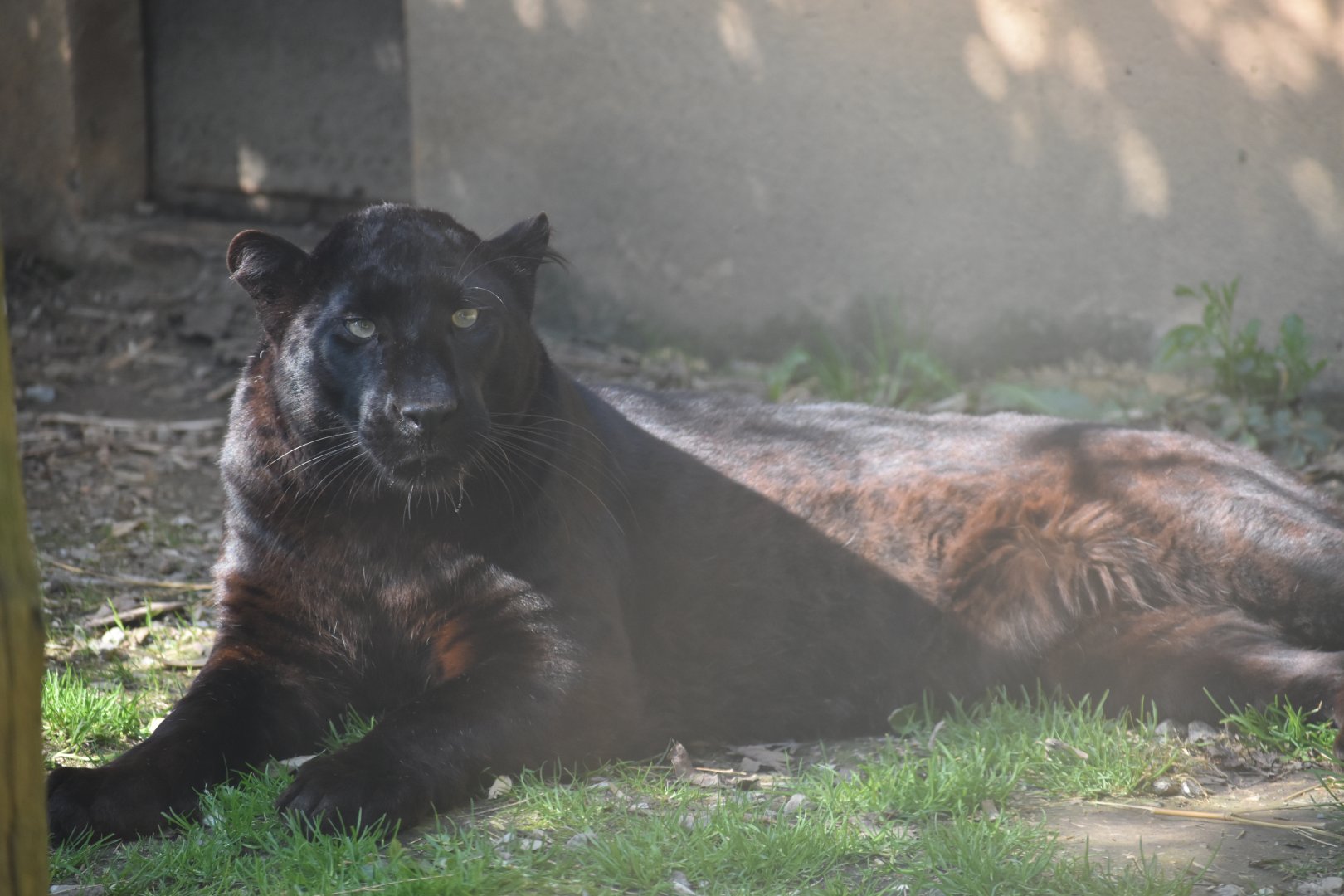 Domaine des Fauves - Black Panther