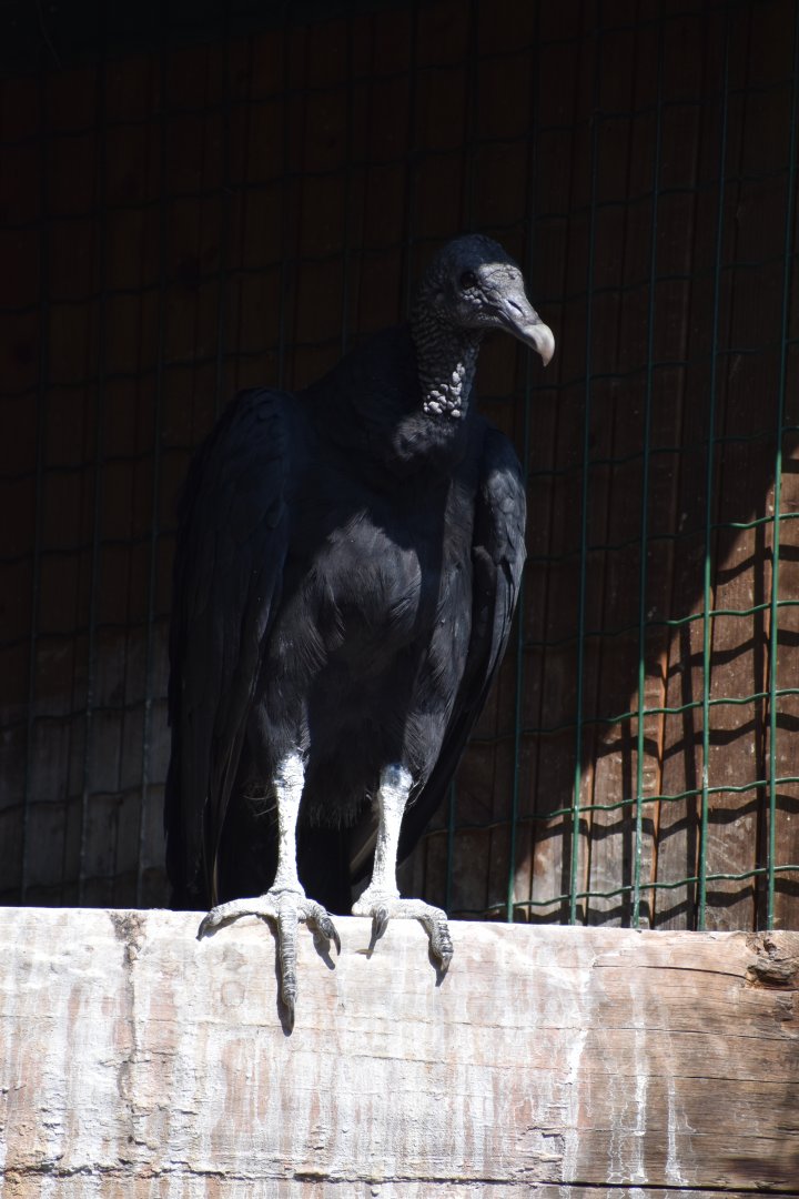 Domaine des Fauves - Black Vulture
