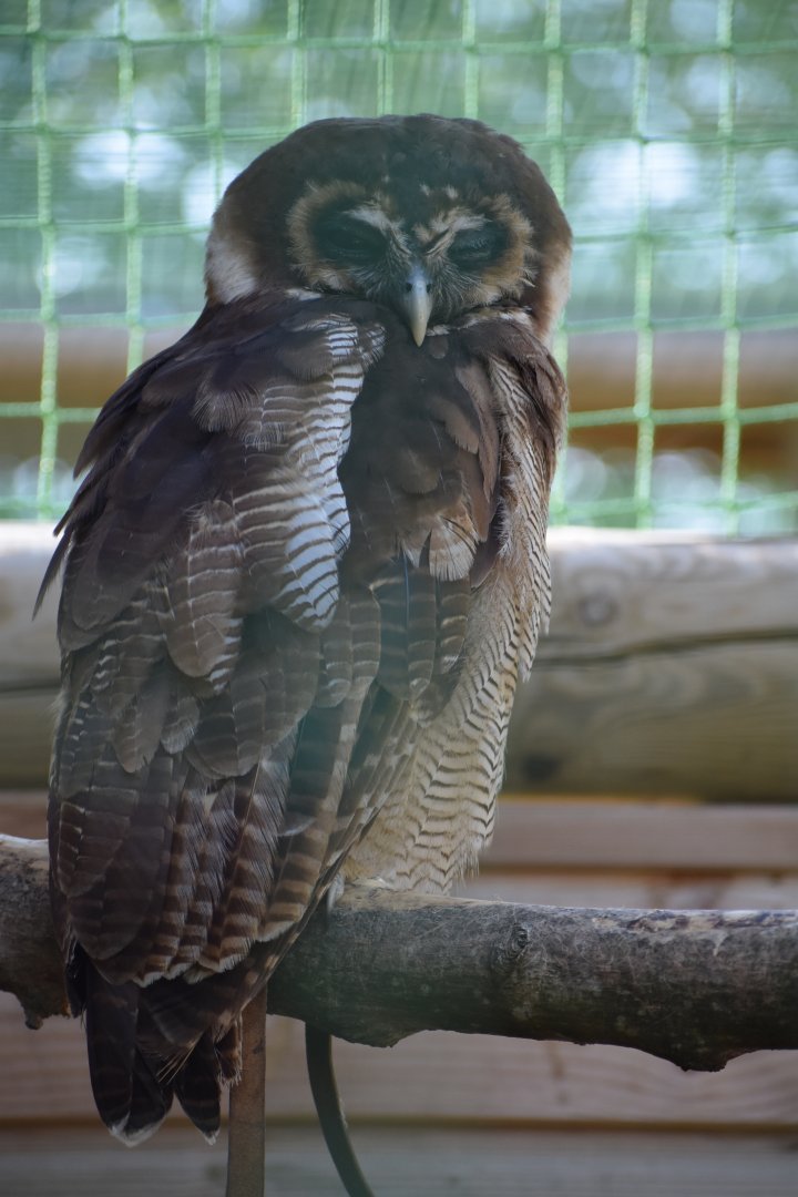 Domaine des Fauves - Brown Wood Owl