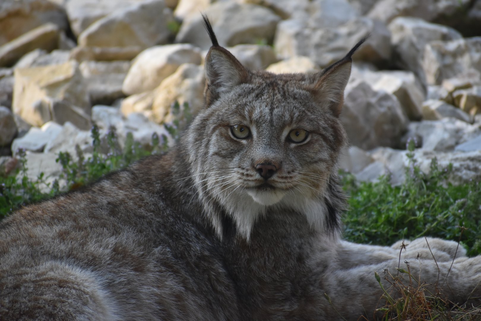 Domaine des Fauves - Canadian Lynx