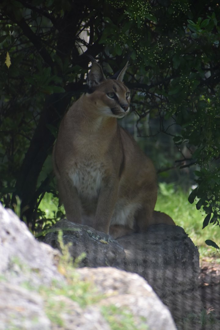 Domaine des Fauves - Caracal