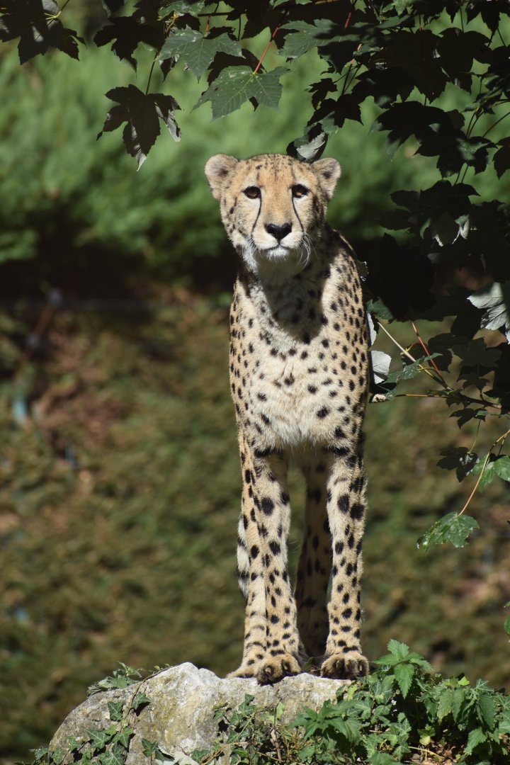 Domaine des Fauves - Cheetah