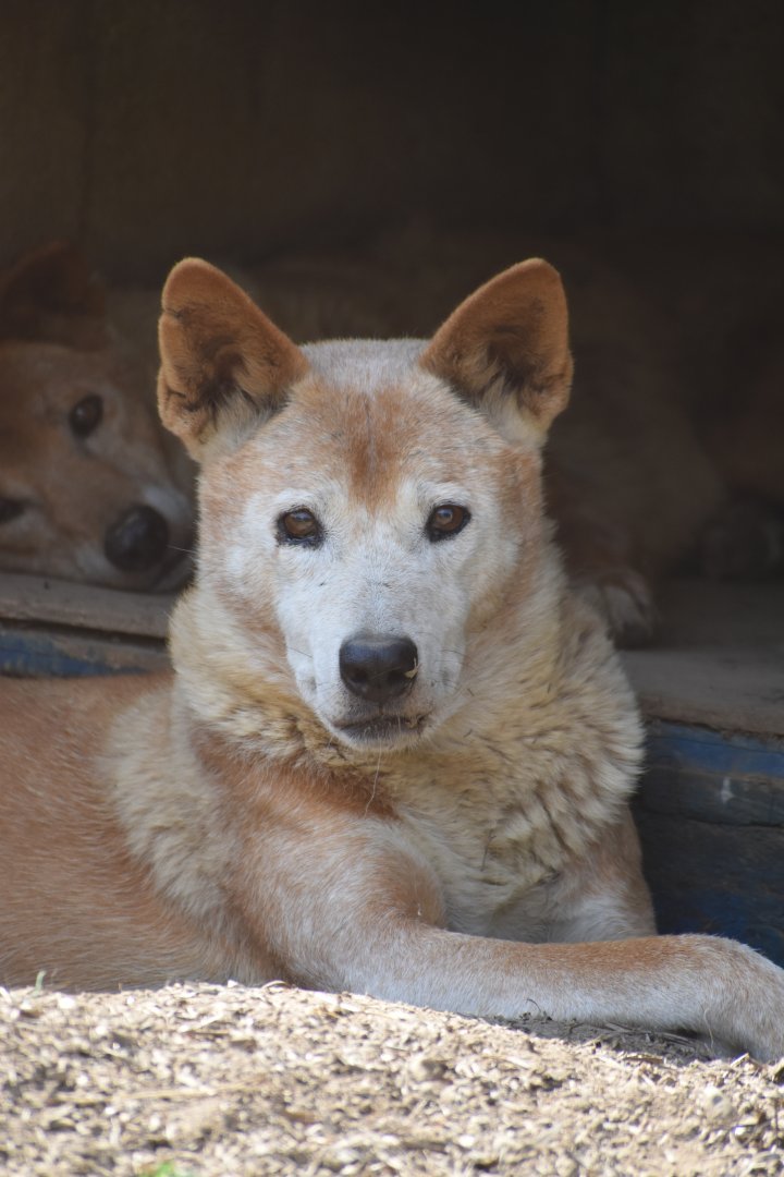 Domaine des Fauves - Dingo