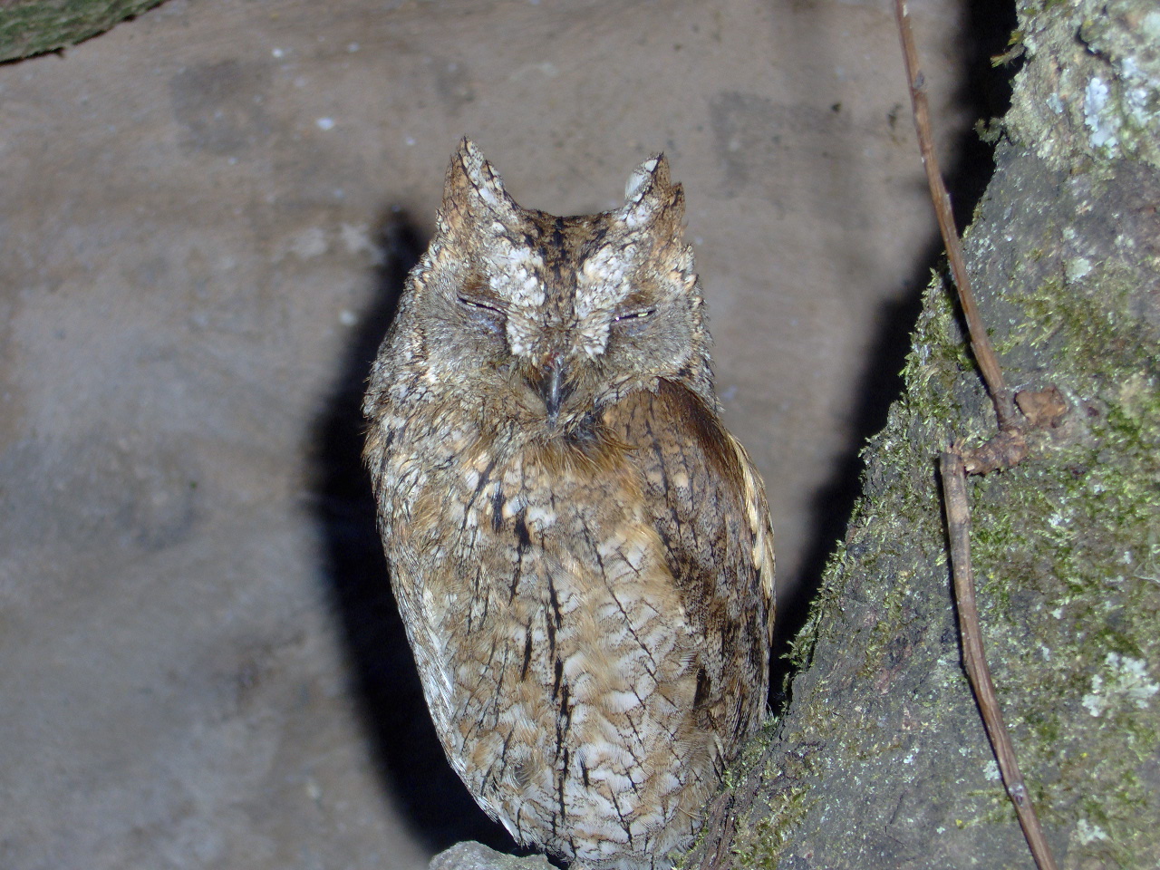 Domaine des Fauves - Eurasian Scops Owl