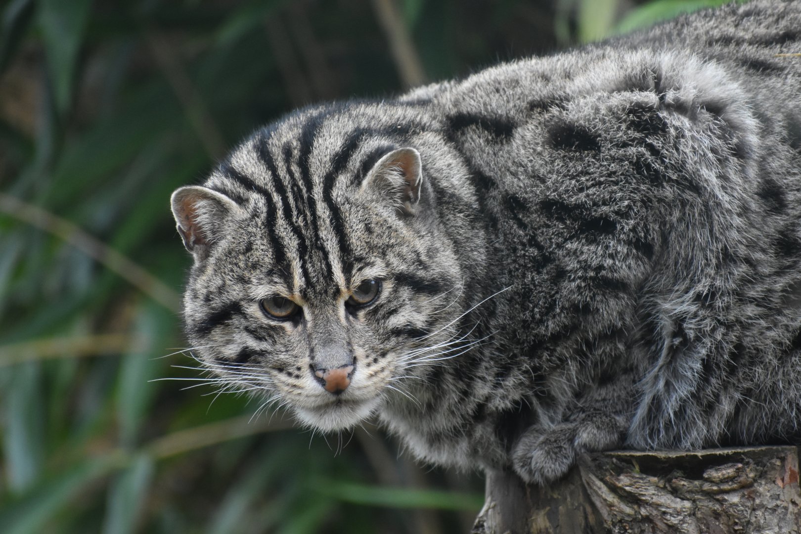 Domaine des Fauves - Fishing Cat