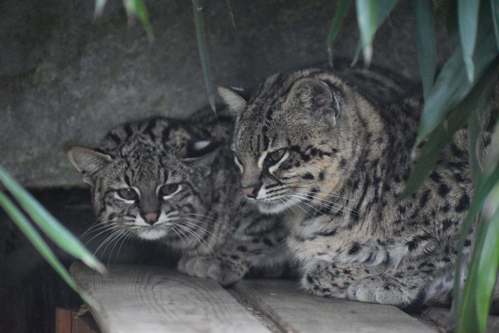 Domaine des Fauves - Geoffroy's Cat