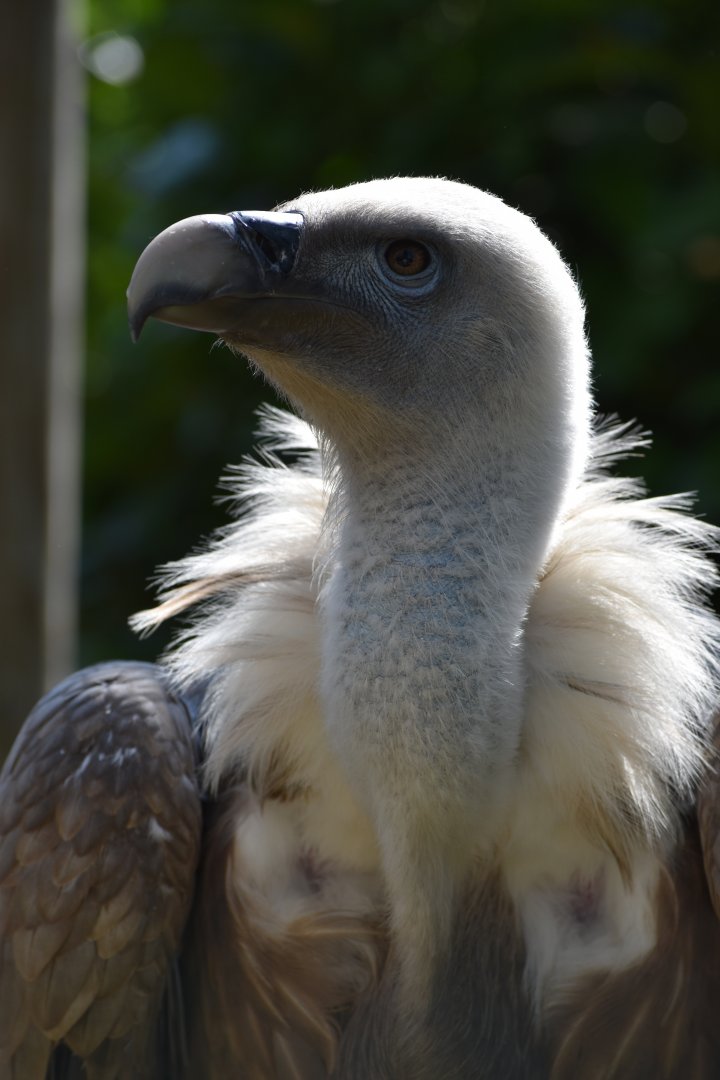 Domaine des Fauves - Griffon Vulture