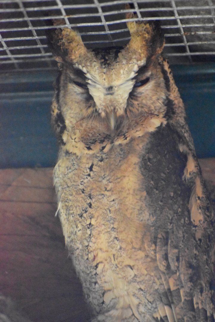 Domaine des Fauves - Indian Scops Owl