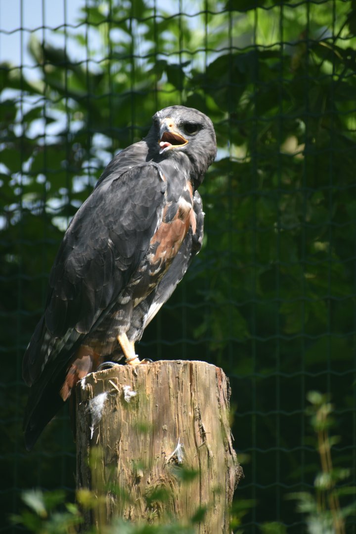 Domaine des Fauves - Jackal Buzzard