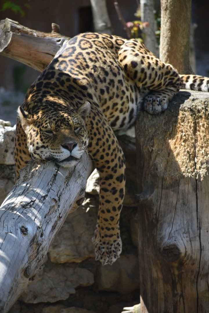 Domaine des Fauves - Jaguar