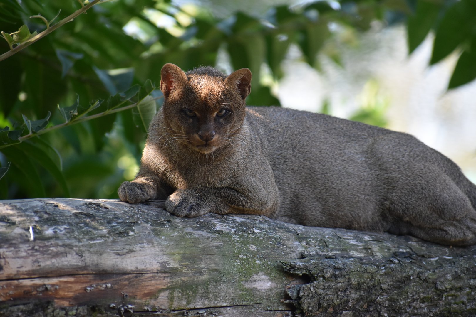 Domaine des Fauves - Jaguarundi
