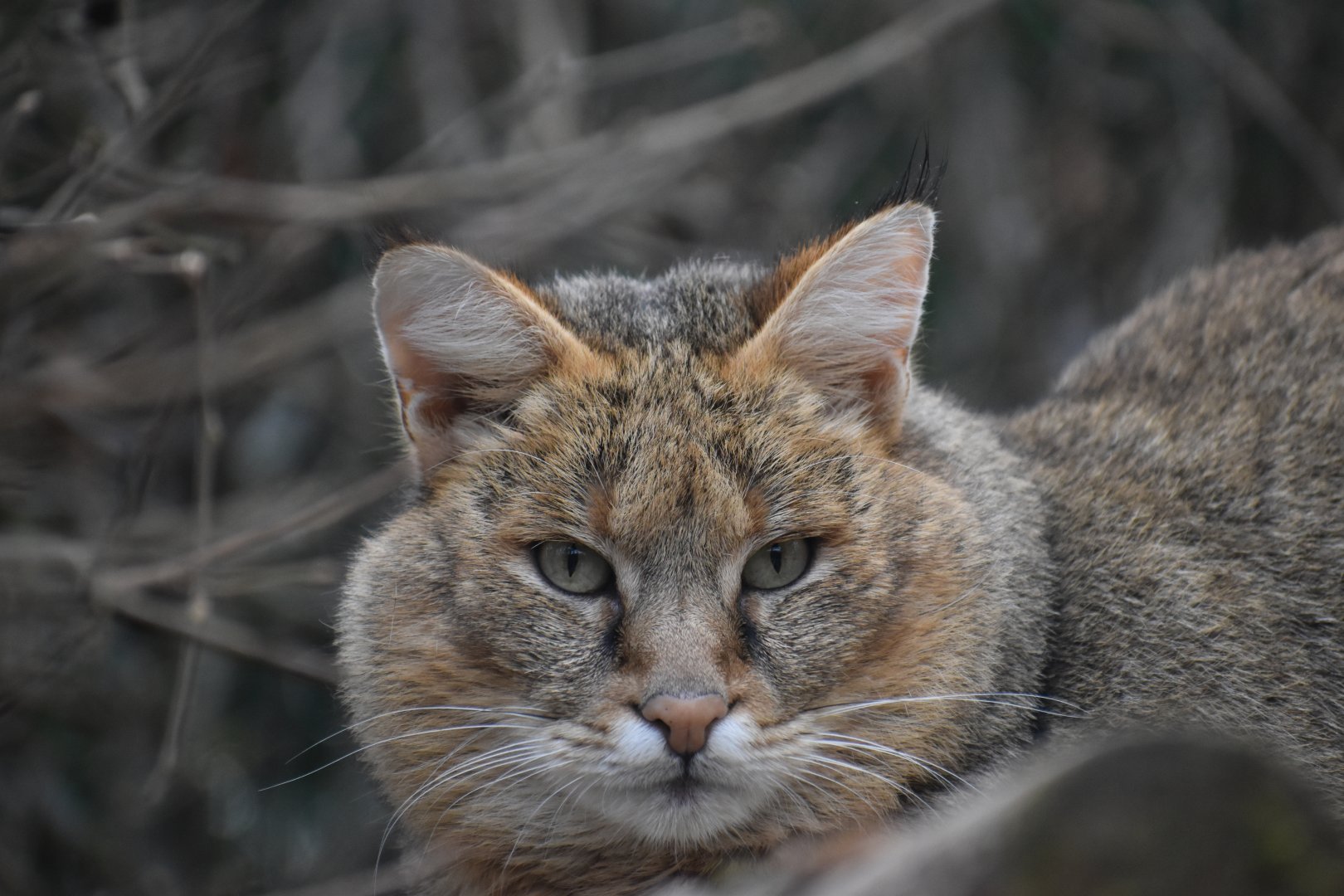 Domaine des Fauves - Jungle Cat