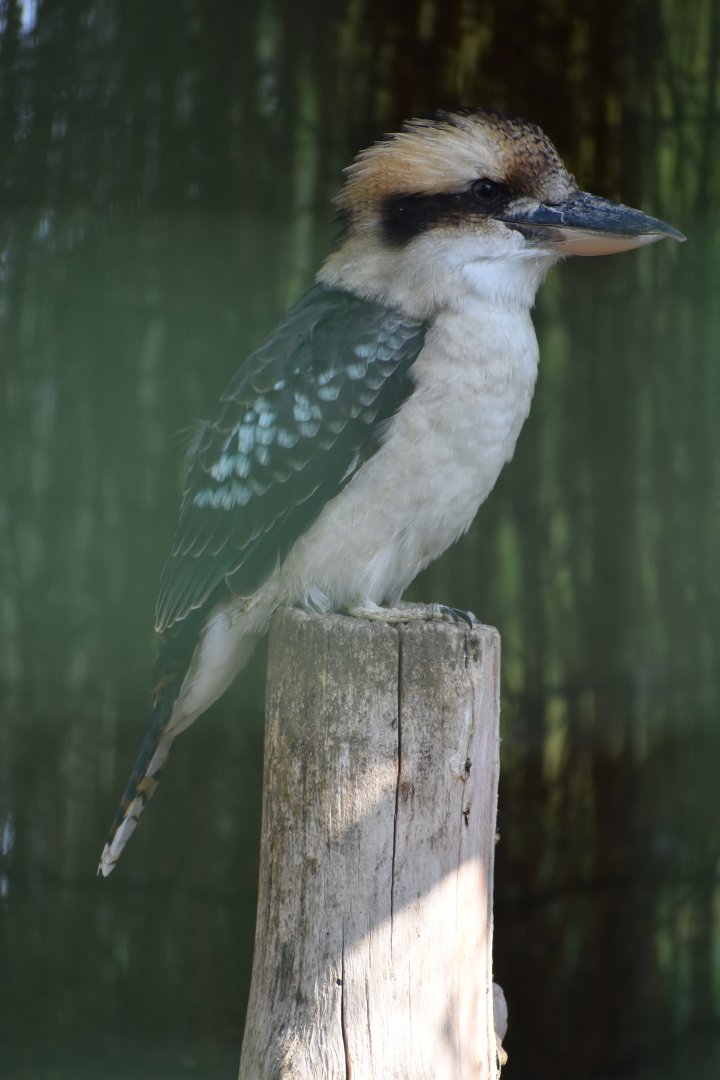 Domaine des Fauves - Laughing Kookaburra