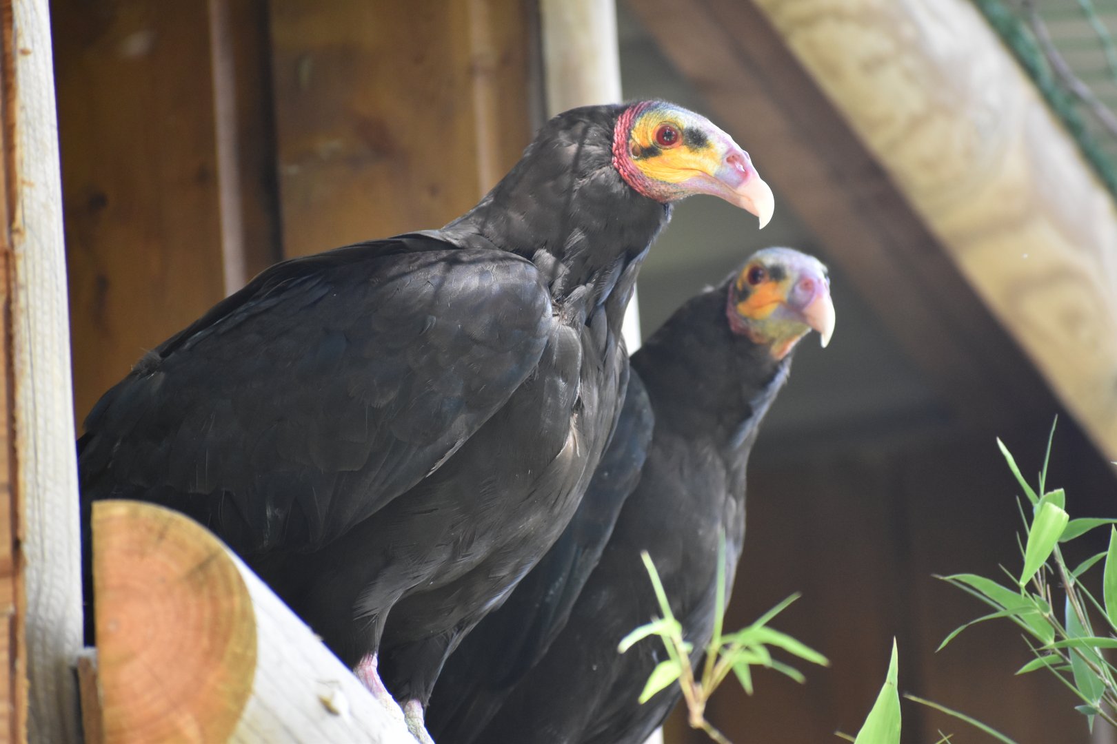 Domaine des Fauves - Lesser Yellow-headed Vulture