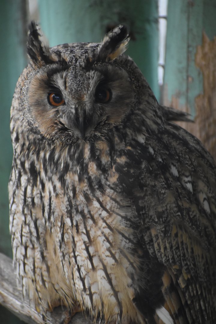 Domaine des Fauves - Long-eared Owl