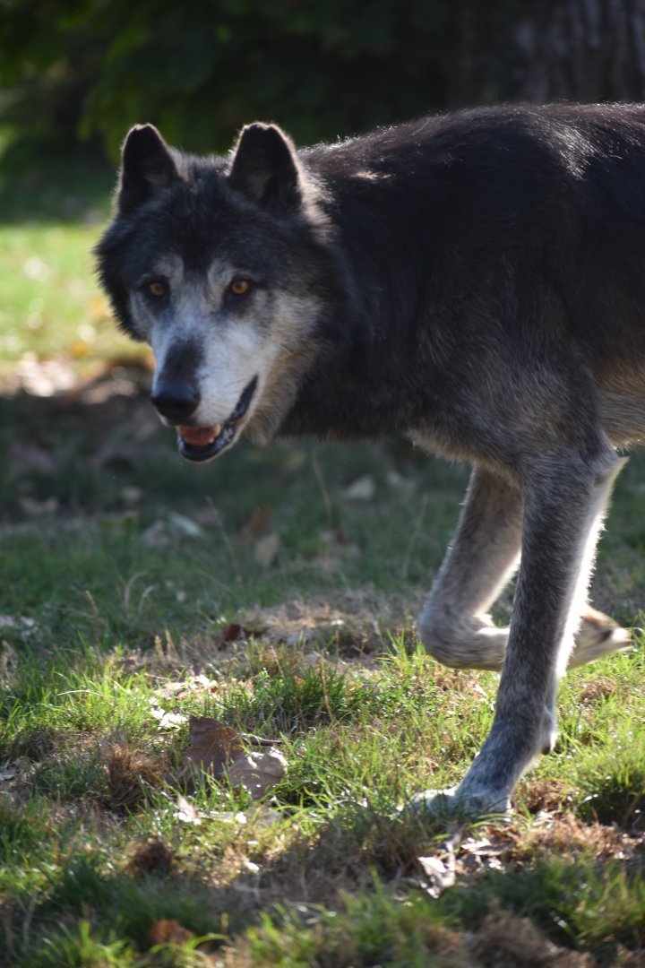 Domaine des Fauves - Mackenzie Wolf