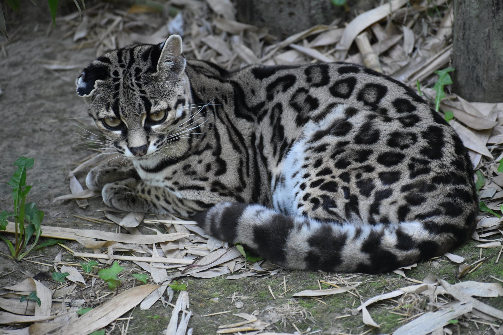 Domaine des Fauves - Margay