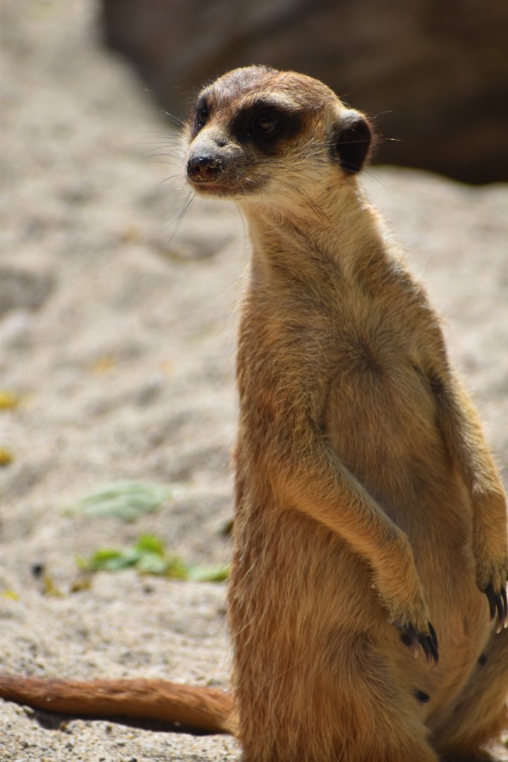 Domaine des Fauves - Meerkats