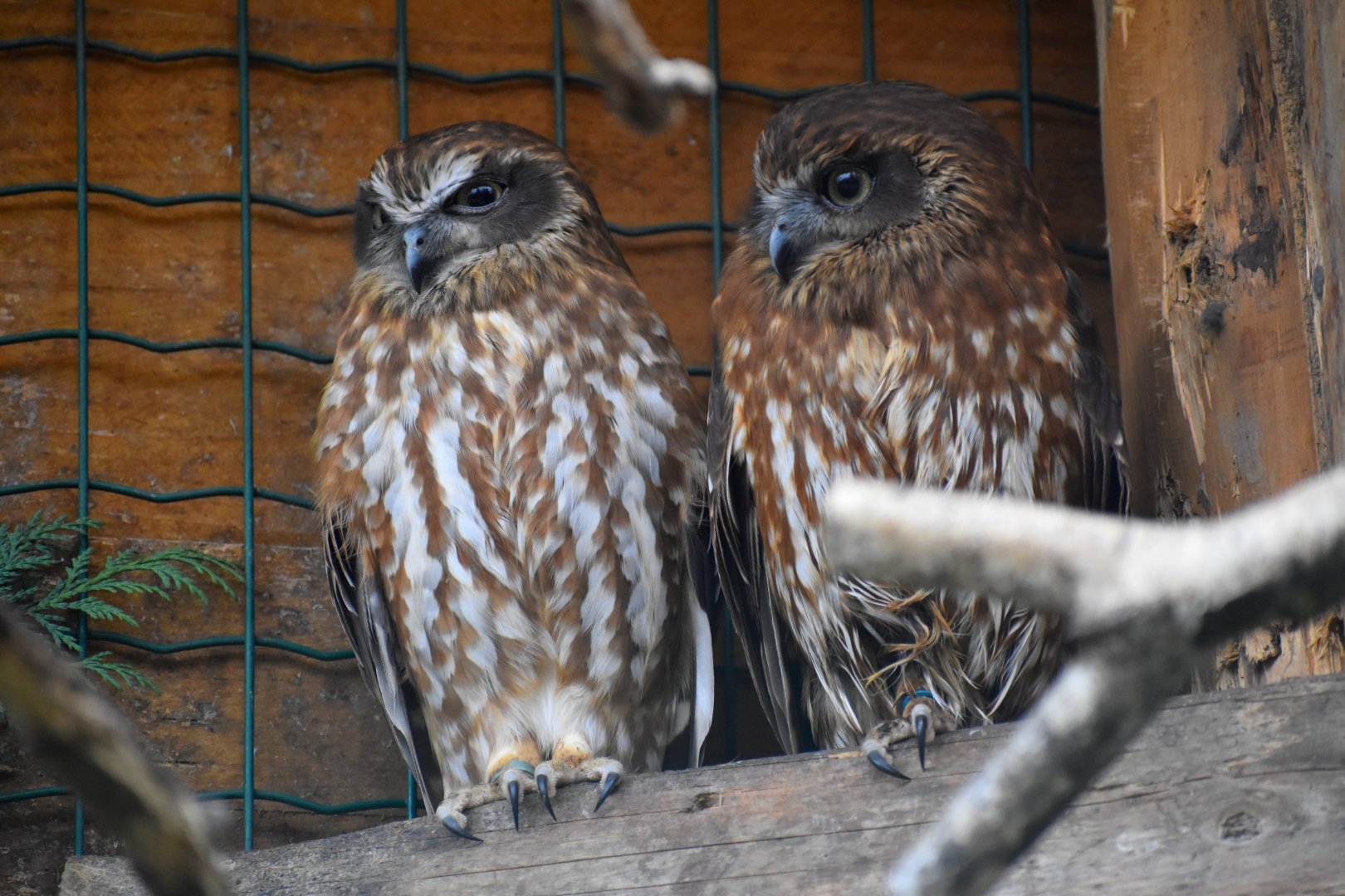 Domaine des Fauves - Morepork