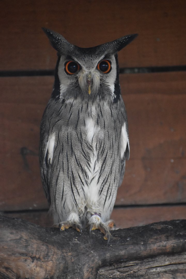 Domaine des Fauves - Northern White-faced Owl
