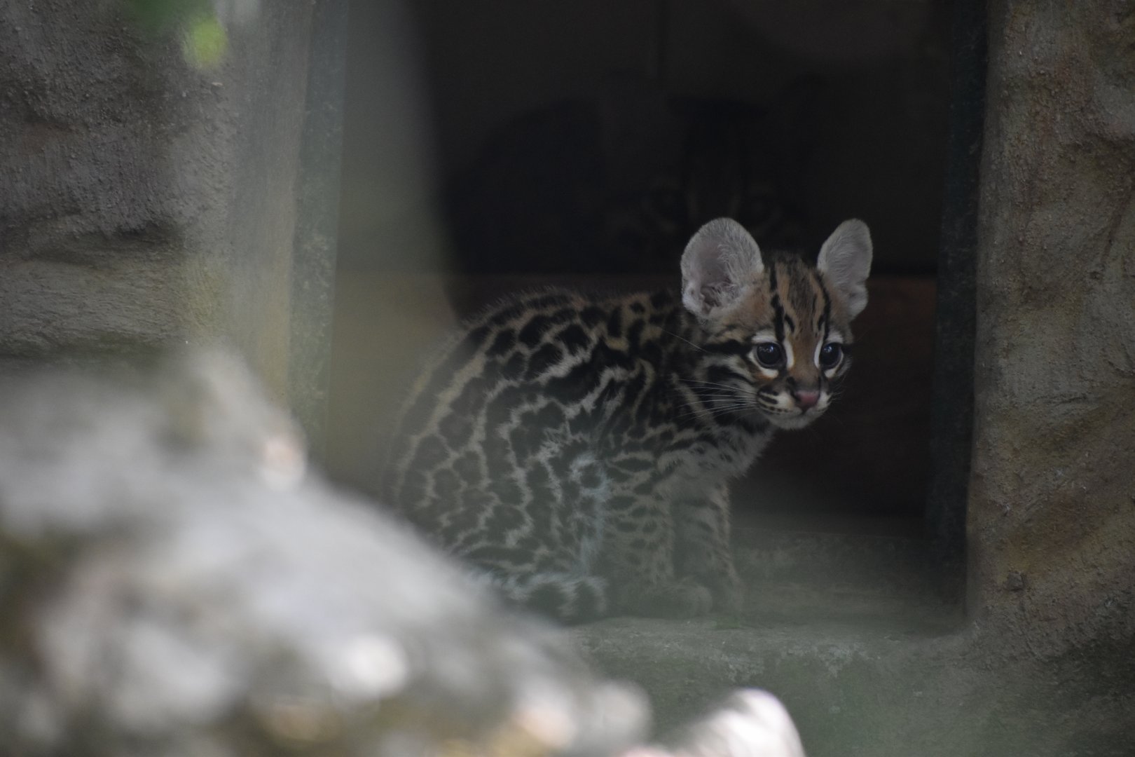 Domaine des Fauves - Ocelot kitten