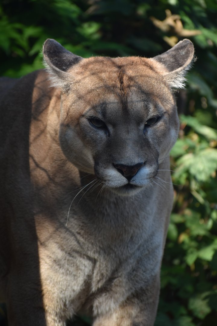 Domaine des Fauves - Puma