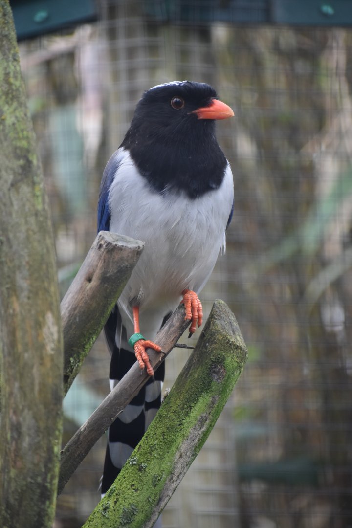 Domaine des Fauves - Red-billed Blue Magpie
