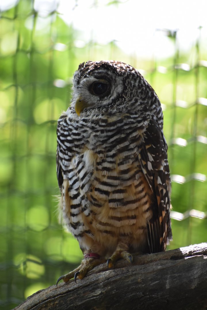Domaine des Fauves - Rufous-legged Owl