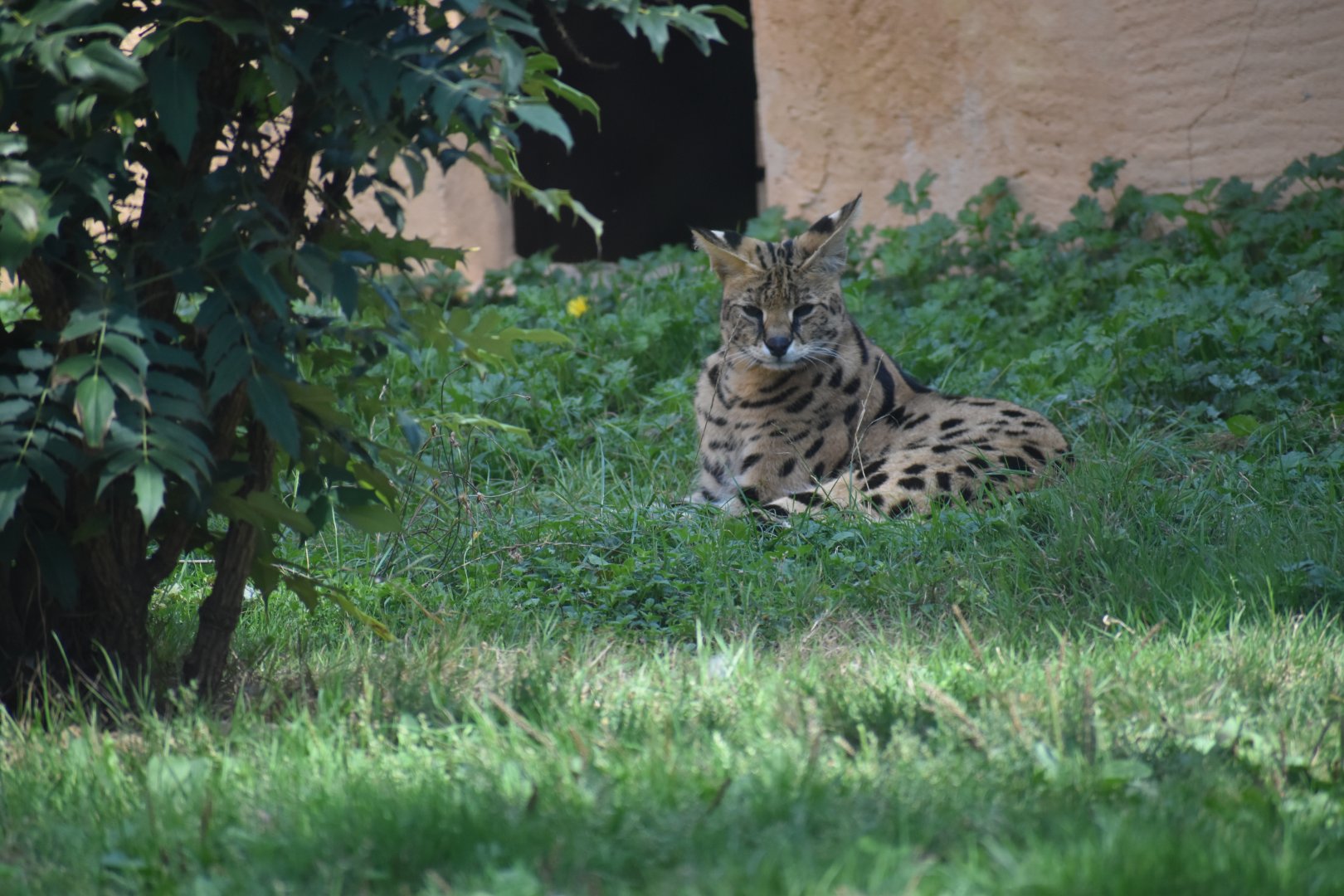 Domaine des Fauves - Serval