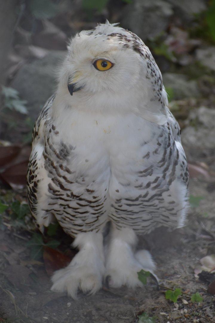 Domaine des Fauves - Snowy Owl