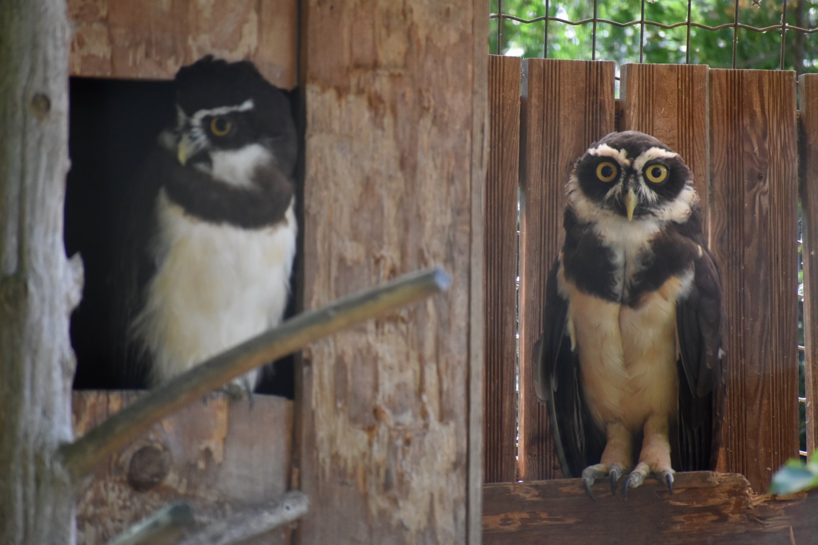Domaine des Fauves - Spectacled Owl