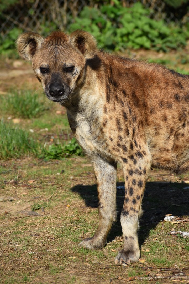 Domaine des Fauves - Spotted Hyena