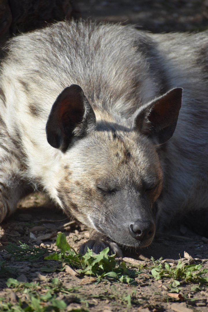 Domaine des Fauves - Striped Hyena
