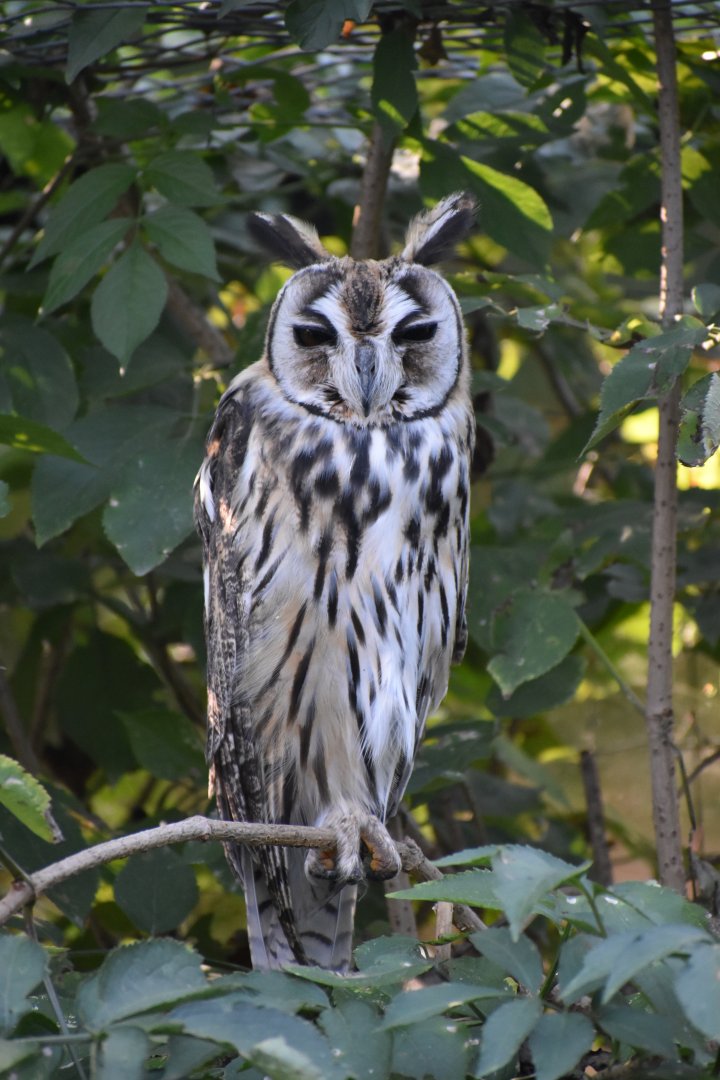 Domaine des Fauves - Striped Owl
