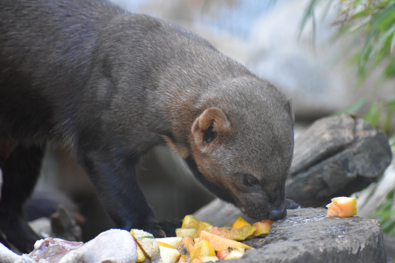 Domaine des Fauves - Tayra