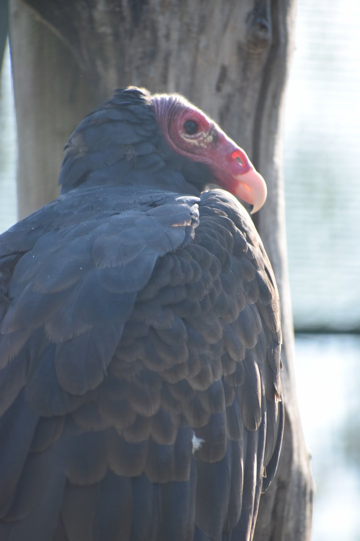 Domaine des Fauves - Turkey Vulture
