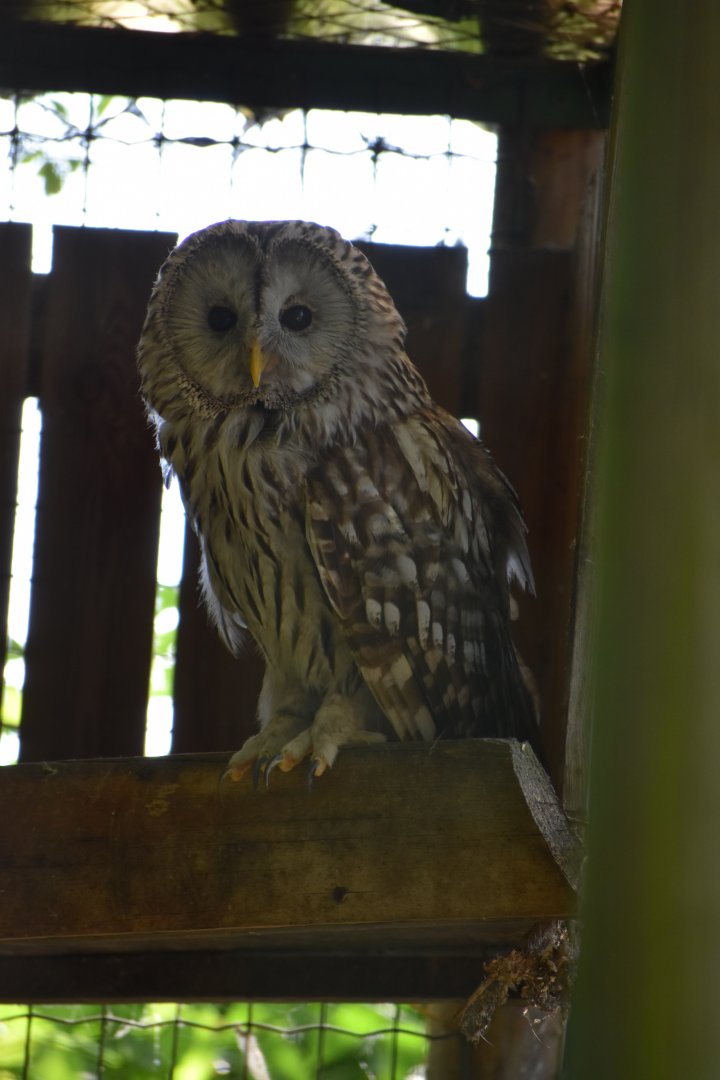 Domaine des Fauves - Ural Owl