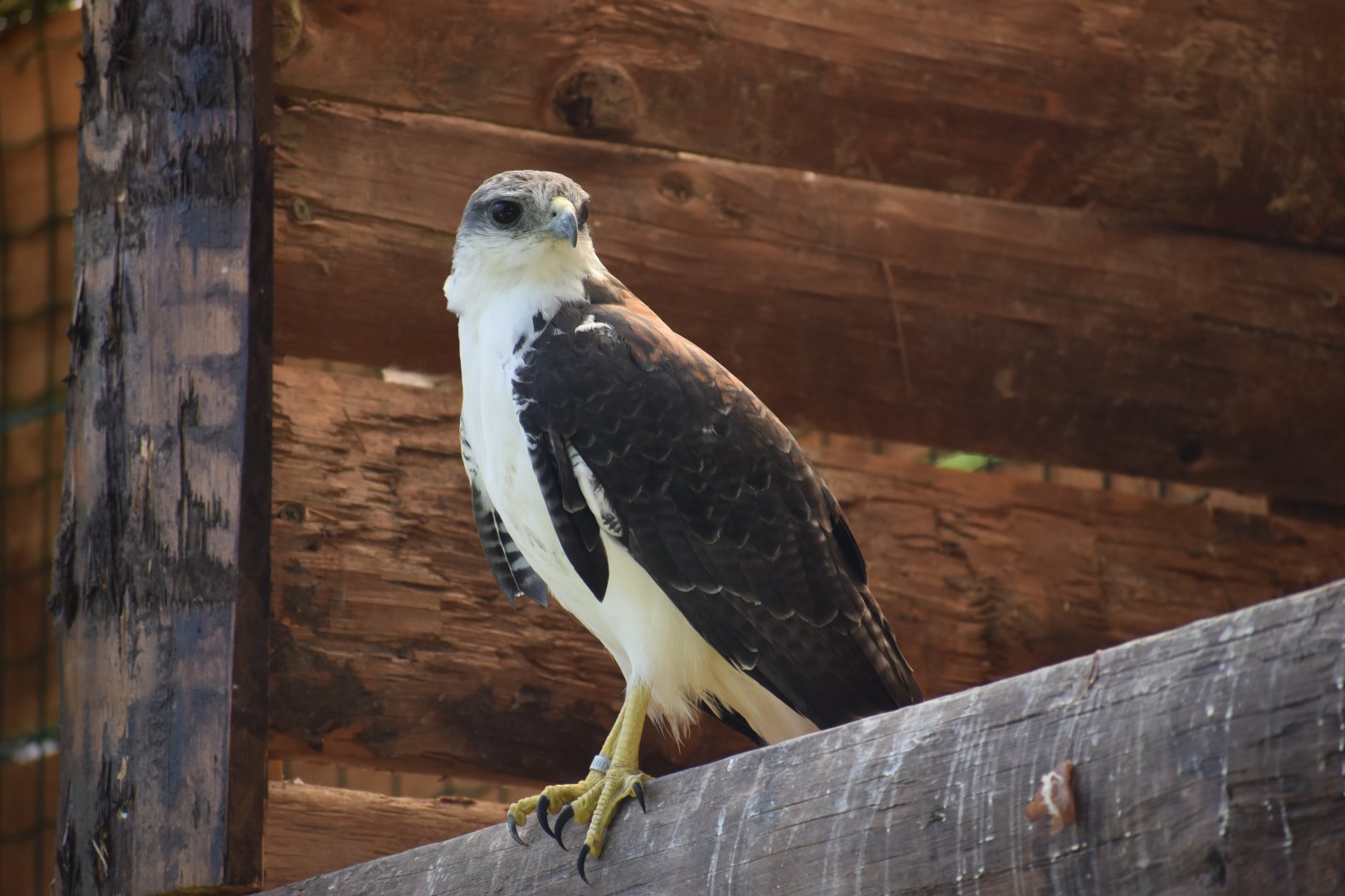 Domaine des Fauves - Variable Hawk