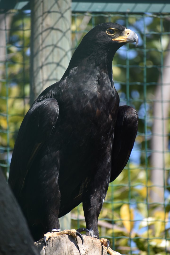 Domaine des Fauves - Verreaux's Eagle
