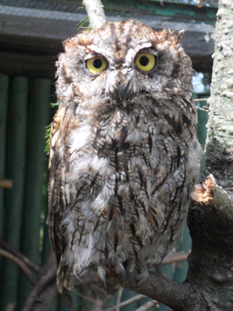 Domaine des Fauves - Western Screech Owl
