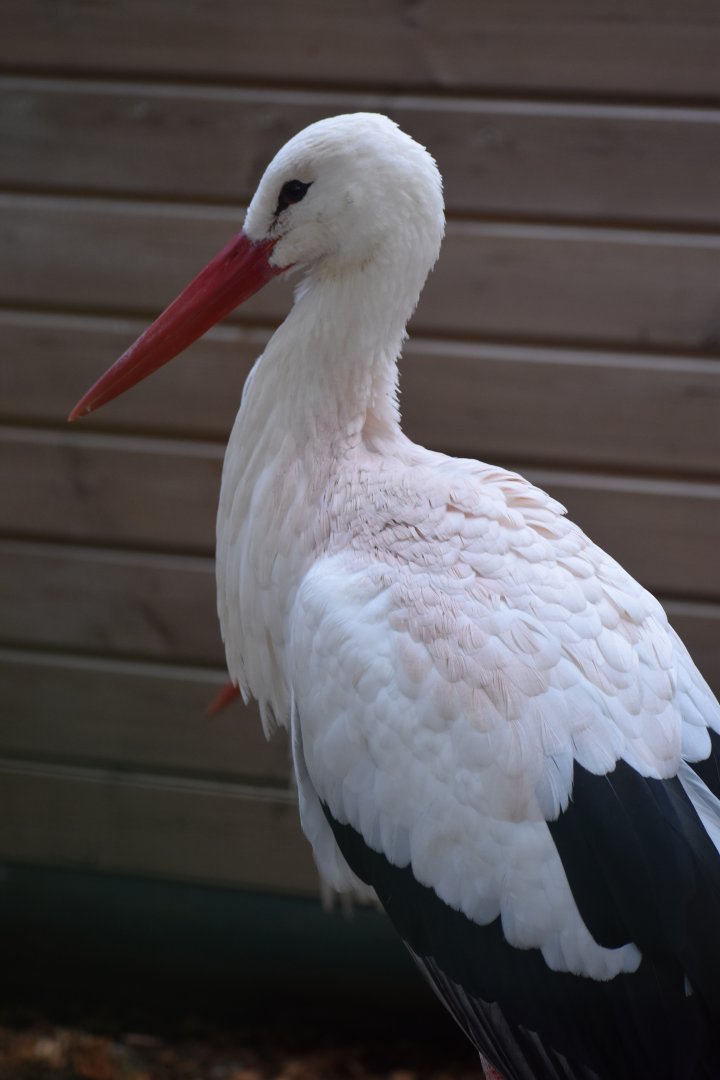 Domaine des Fauves - White Stork