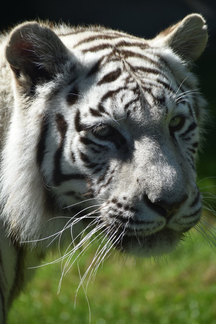 Domaine des Fauves - White Tiger
