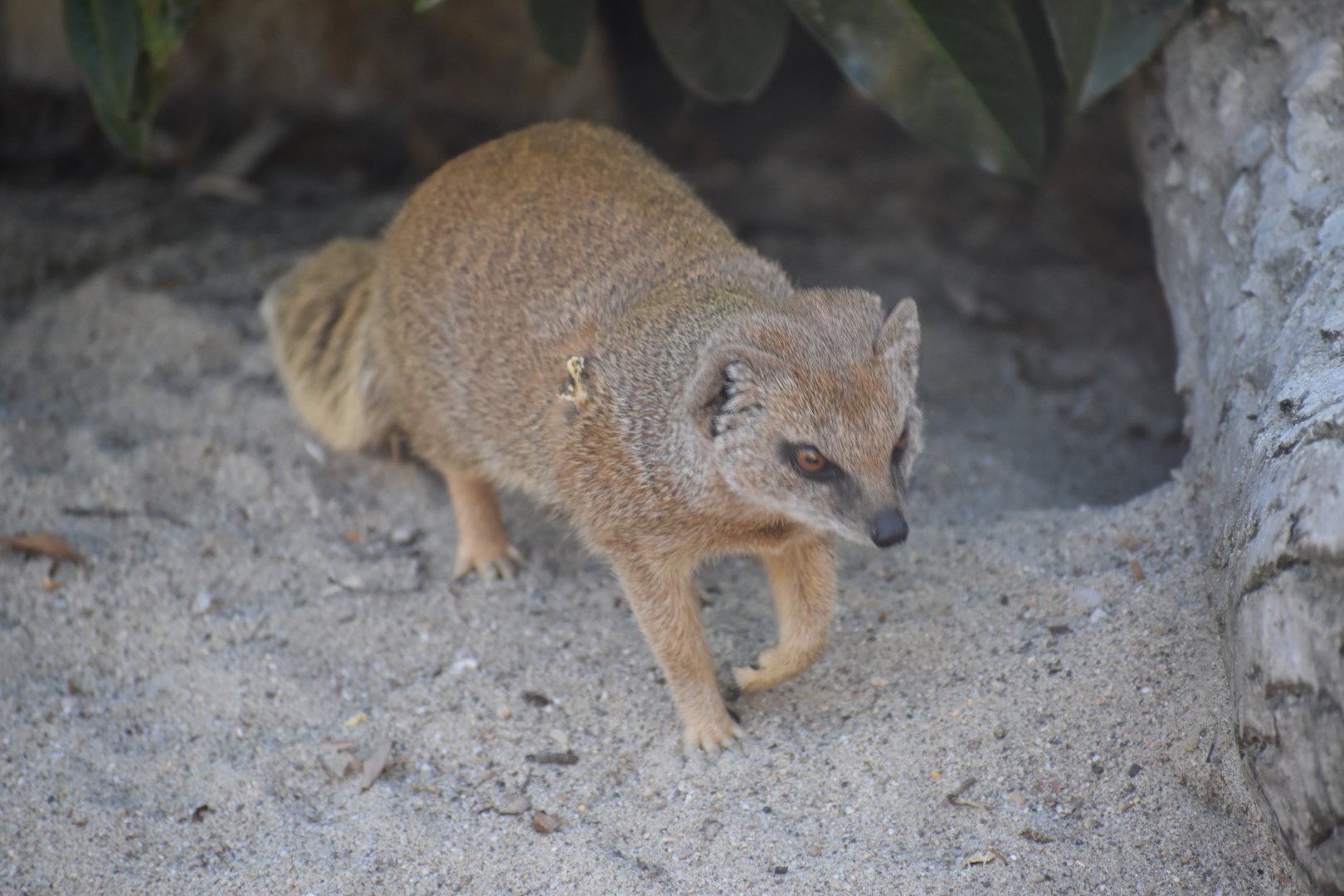 Domaine des Fauves - Yellow Mongoose