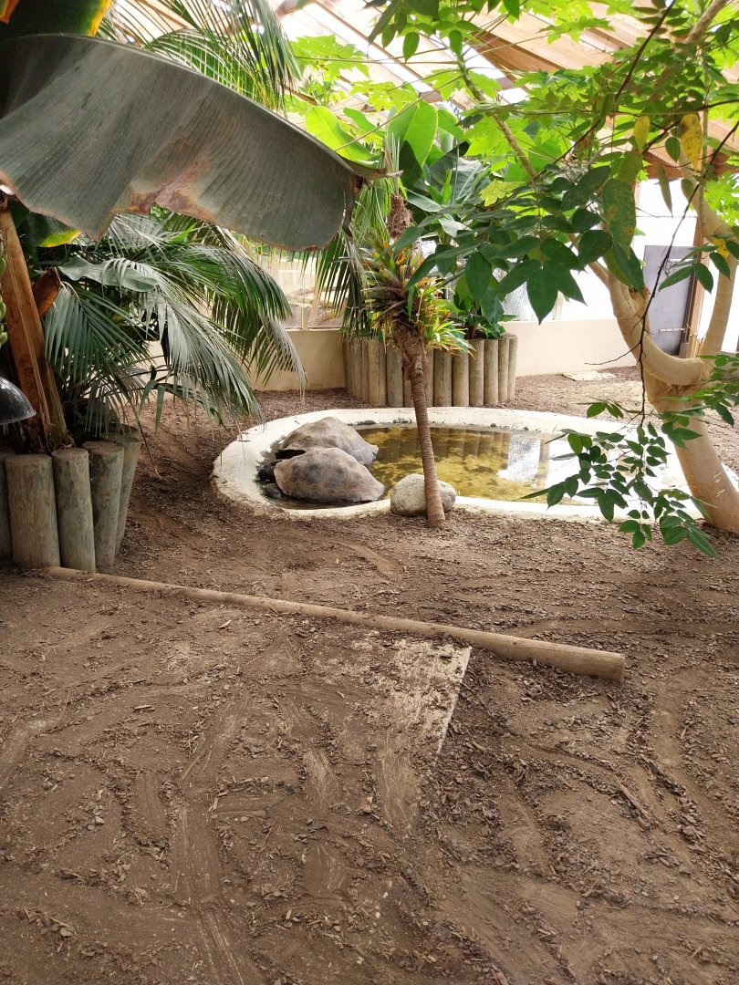 Dôme des espèces menacées - Galapagos giant tortoise enclosure
