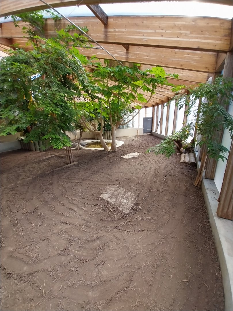 Dôme des espèces menacées - Galapagos giant tortoise enclosure